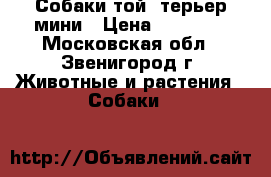 Собаки той- терьер мини › Цена ­ 30 000 - Московская обл., Звенигород г. Животные и растения » Собаки   